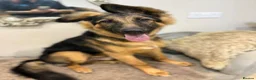 German Shepherd dogs for sale: Male german shepherd  in Nottingham - Advert 7
