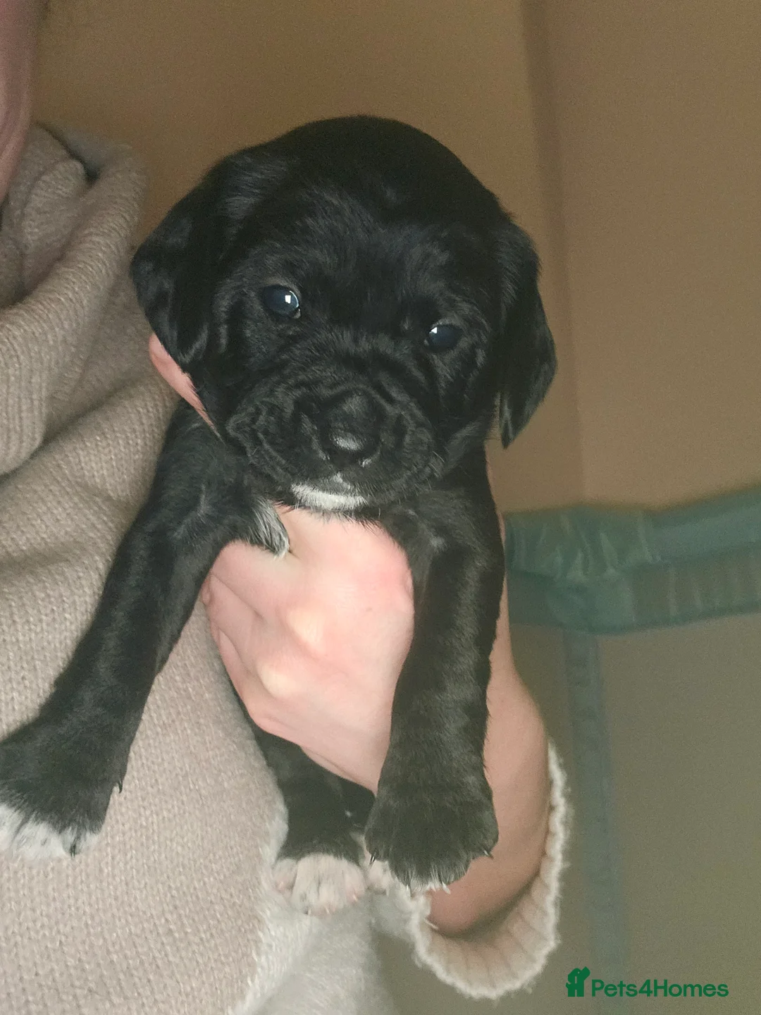 Mixed Breed dogs for sale: 4 beautiful pups for sale - Advert 15