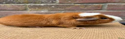 Guinea Pig rodents for sale: Beautiful pair of sows  - Advert 4