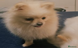 Pomeranian dogs for sale: Beautiful  ** -Size Pomeranian Girl - Image 15