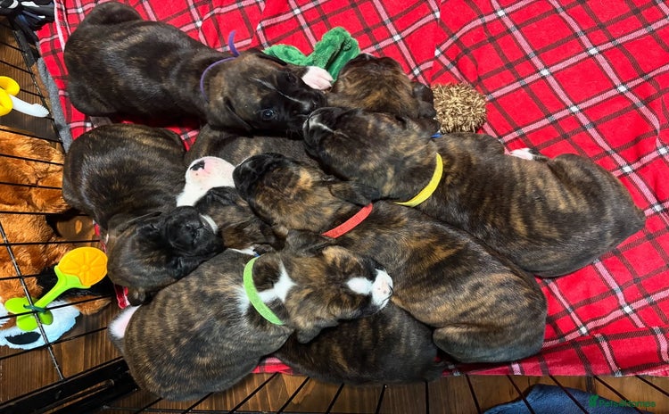 Boxer dogs - Advert 2