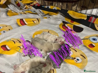 French Bulldog dogs - Advert 2