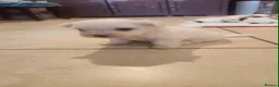 Mixed Breed dogs for sale: Maltichon - Advert 6