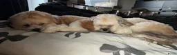 Lhasa Apso dogs for sale: Male lhaso apsos  - Advert 2
