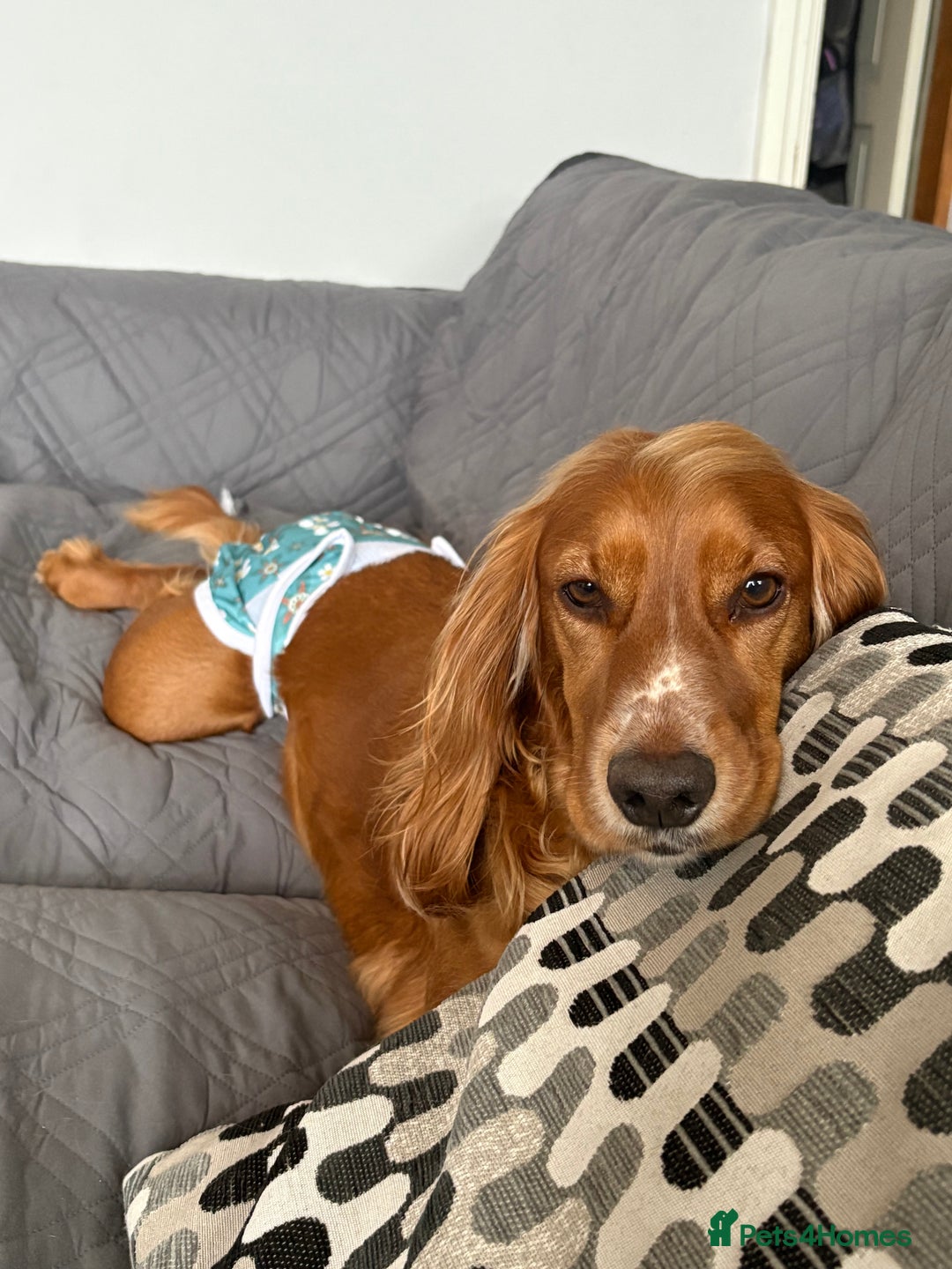 Cocker Spaniel dogs for sale: Minnie, beautiful Cocker Spaniel - Advert 9