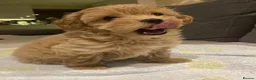 Maltipoo dogs for sale: Angelic Maltipoo Puppies with Playful Spirits in Huddersfield - Advert 9