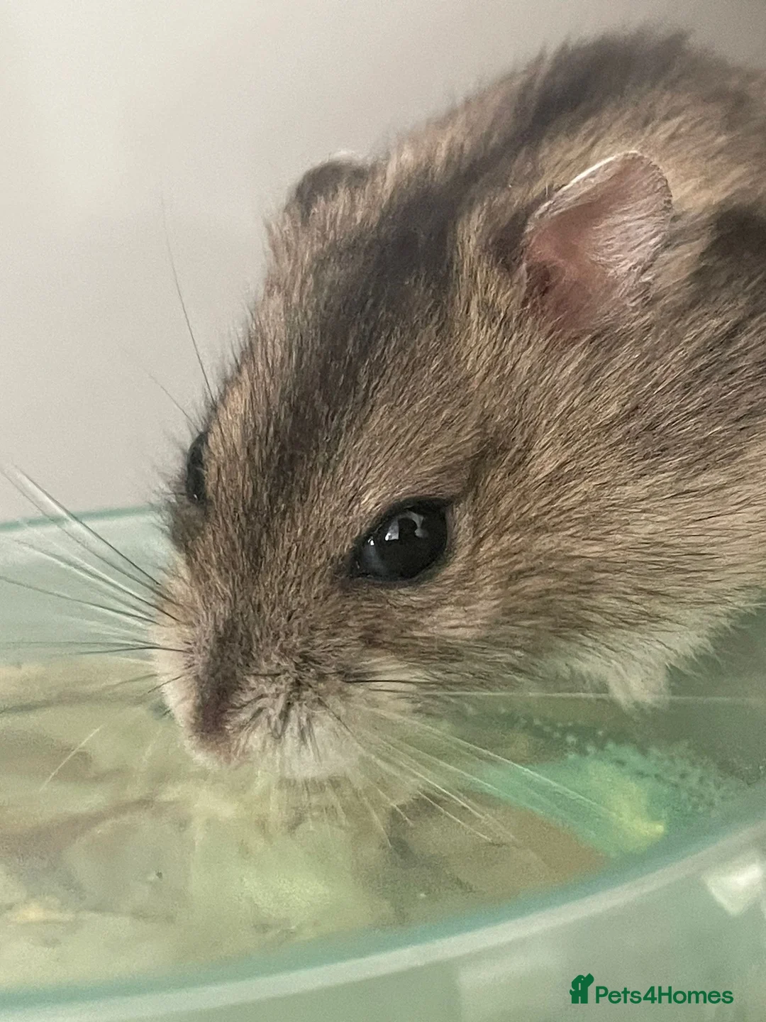 Hamster rodents for sale: Dwarf Hamster and cage  in Liverpool - Advert 7