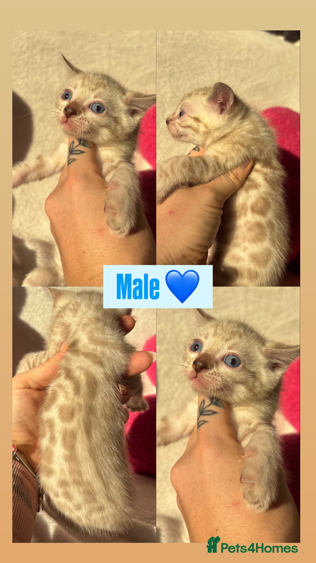 Bengal cats for sale: True to type bengal kittens - Advert 13