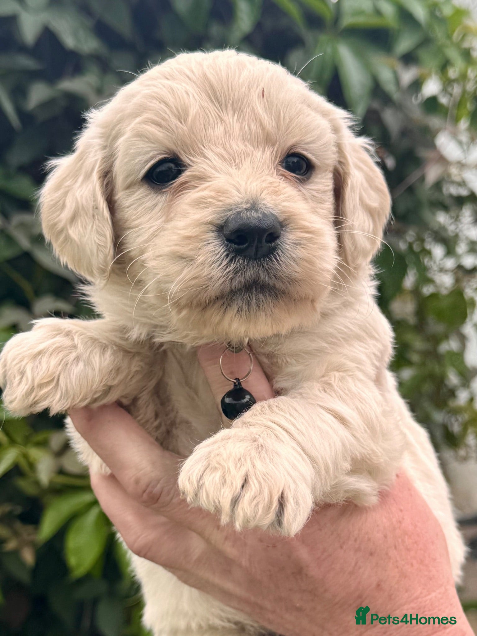 Goldendoodle dogs ⚜️GOLDENDOODLES⚜️ Simply Stunning - Advert 8