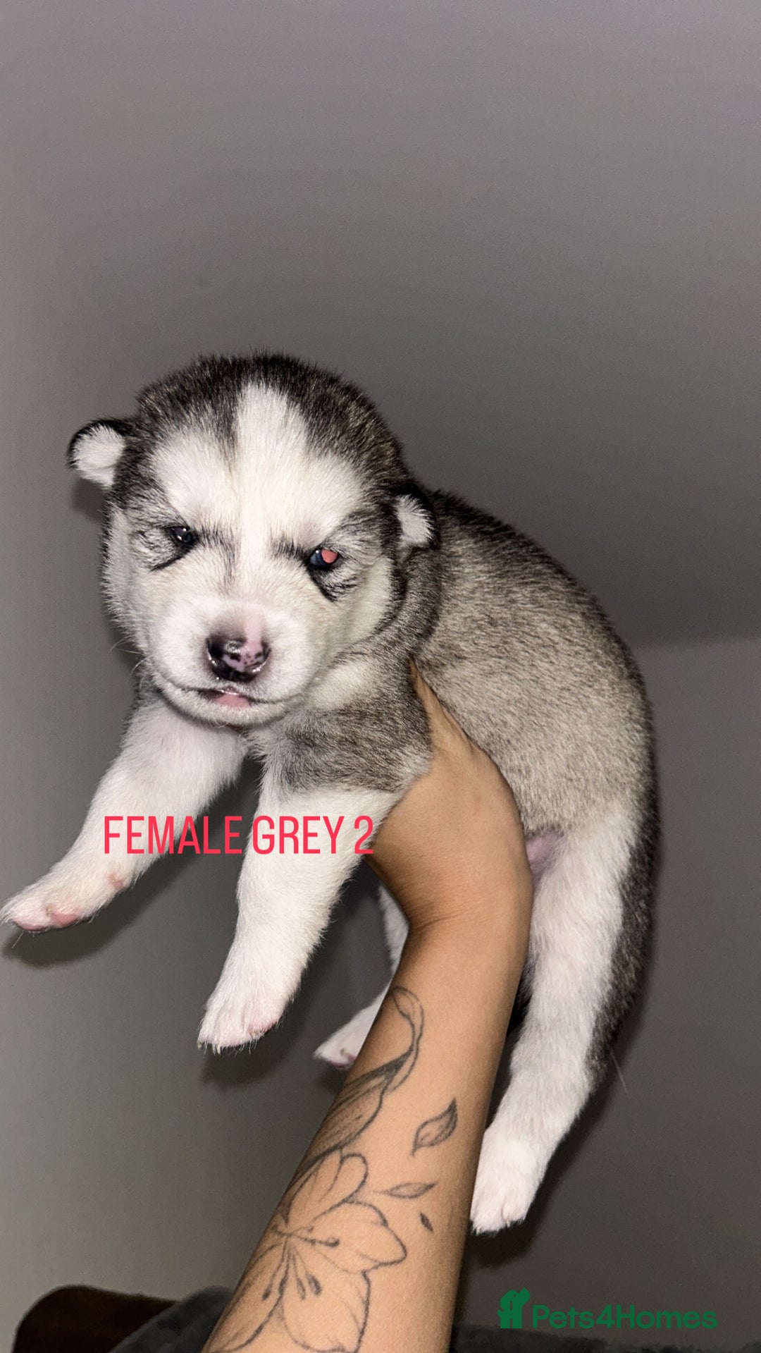 Siberian Husky dogs for sale: STUNNING PURE SIBERIAN HUSKY PUPPIES  - Advert 5