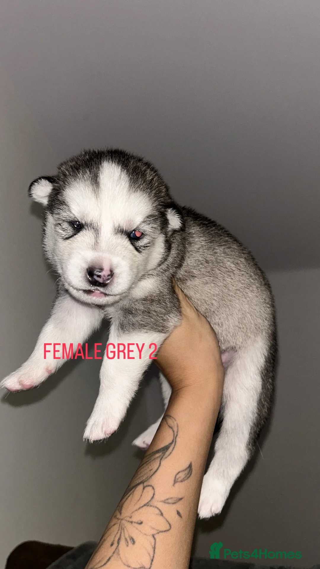 Siberian Husky dogs for sale: PURE SIBERIAN HUSKY PUPPIES  - Advert 27