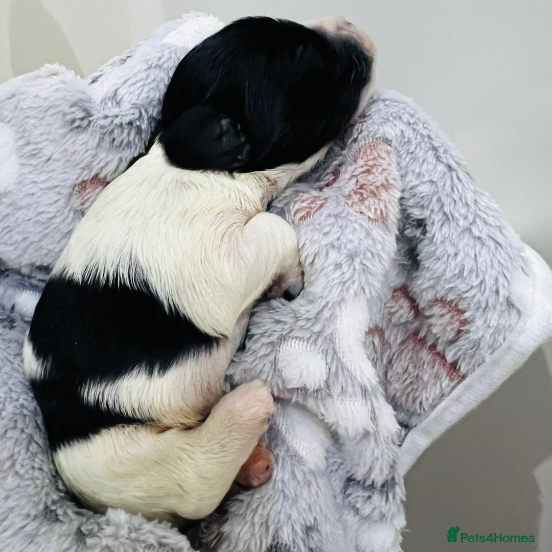 Cockapoo dogs for sale: Beautiful Cockapoo Puppies – 6 Boys & 2 Girls - Advert 11