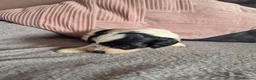 Jackapoo dogs for sale: F1 jackapoo pups  - Advert 6