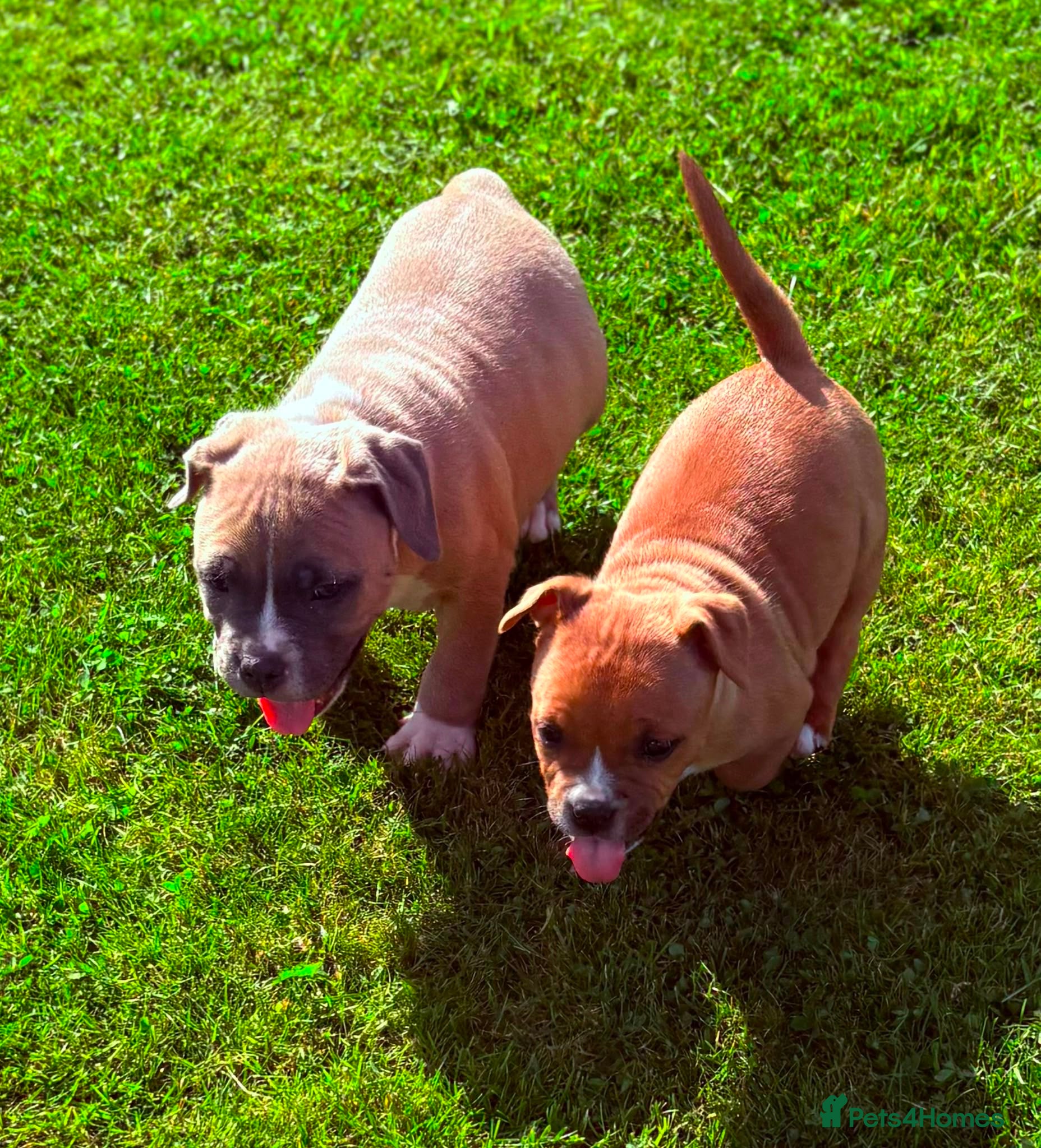 Staffordshire Bull Terrier dogs 🐾 STAFFORDSHIRE BULL TERRIER PUPPIES - Advert 12