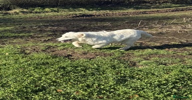 Golden Retriever dogs Stunning Golden Retriever boy.  - Advert 14