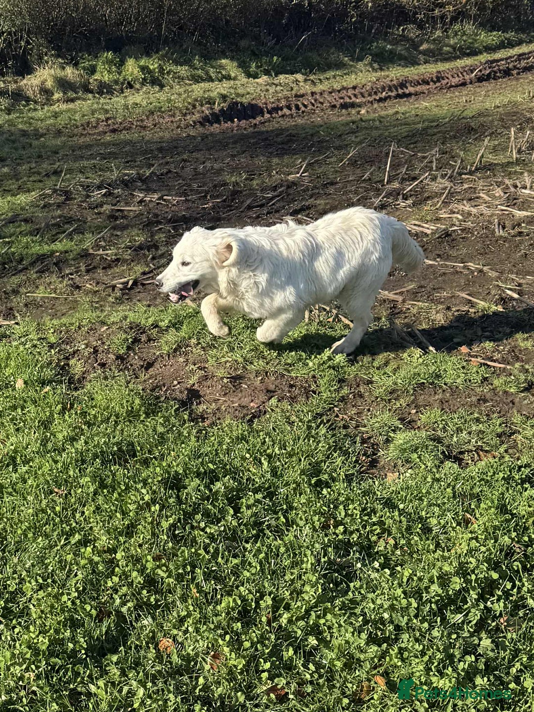 Golden Retriever dogs for sale: Stunning Golden Retriever boy.  - Advert 2