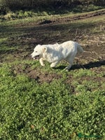 Golden Retriever dogs Stunning Golden Retriever boy. - Advert 4