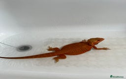 Bearded Dragon reptiles for sale: Bearded Dragon for sale - Image 3