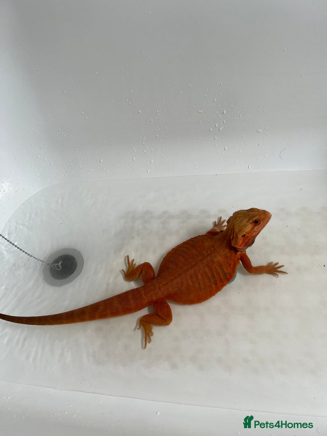 Bearded Dragon reptiles for sale: Bearded Dragon for sale - Image 3