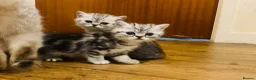 Exotic cats for sale: Exotic kittens  - Advert 4
