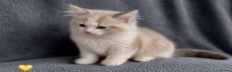 Ragdoll cats for sale: The last Ragdoll boy kitten 🩵 - Advert 4