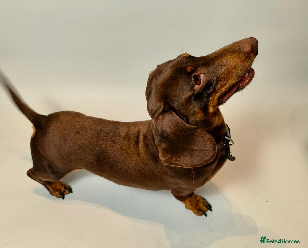 Miniature Dachshund dogs for stud: Miniature dachshund stud in Welling - Advert 1