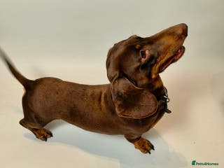 Miniature Dachshund dogs Miniature dachshund stud in Welling - Advert 20
