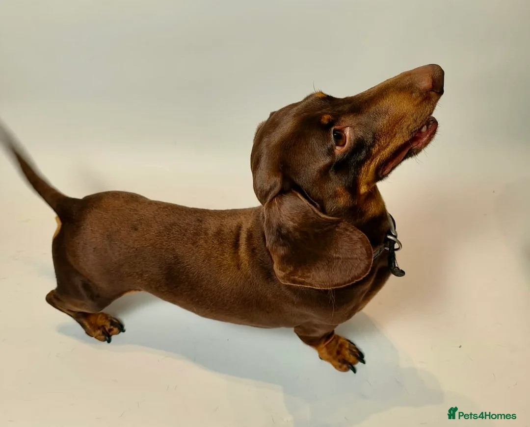 Miniature Dachshund dogs for stud: Miniature dachshund stud in Welling - Advert 1