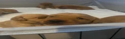 Labrador Retriever dogs for sale: Gorgeous Labrador puppies  in Forfar - Advert 4