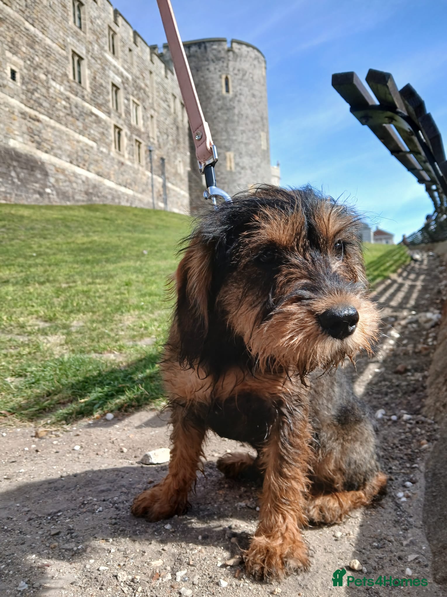 Schnoodle dogs Miniature schnoodle - Advert 6