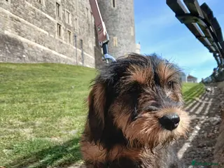 Schnoodle dogs Miniature schnoodle - Advert 3