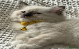 Ragdoll cats for sale: Ragdolls kittens 2 girls & 3 boys  - Image 21
