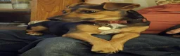 Jack Russell dogs for sale: Black & Tan & Tri-colour Jack Russell Terriers - Advert 6