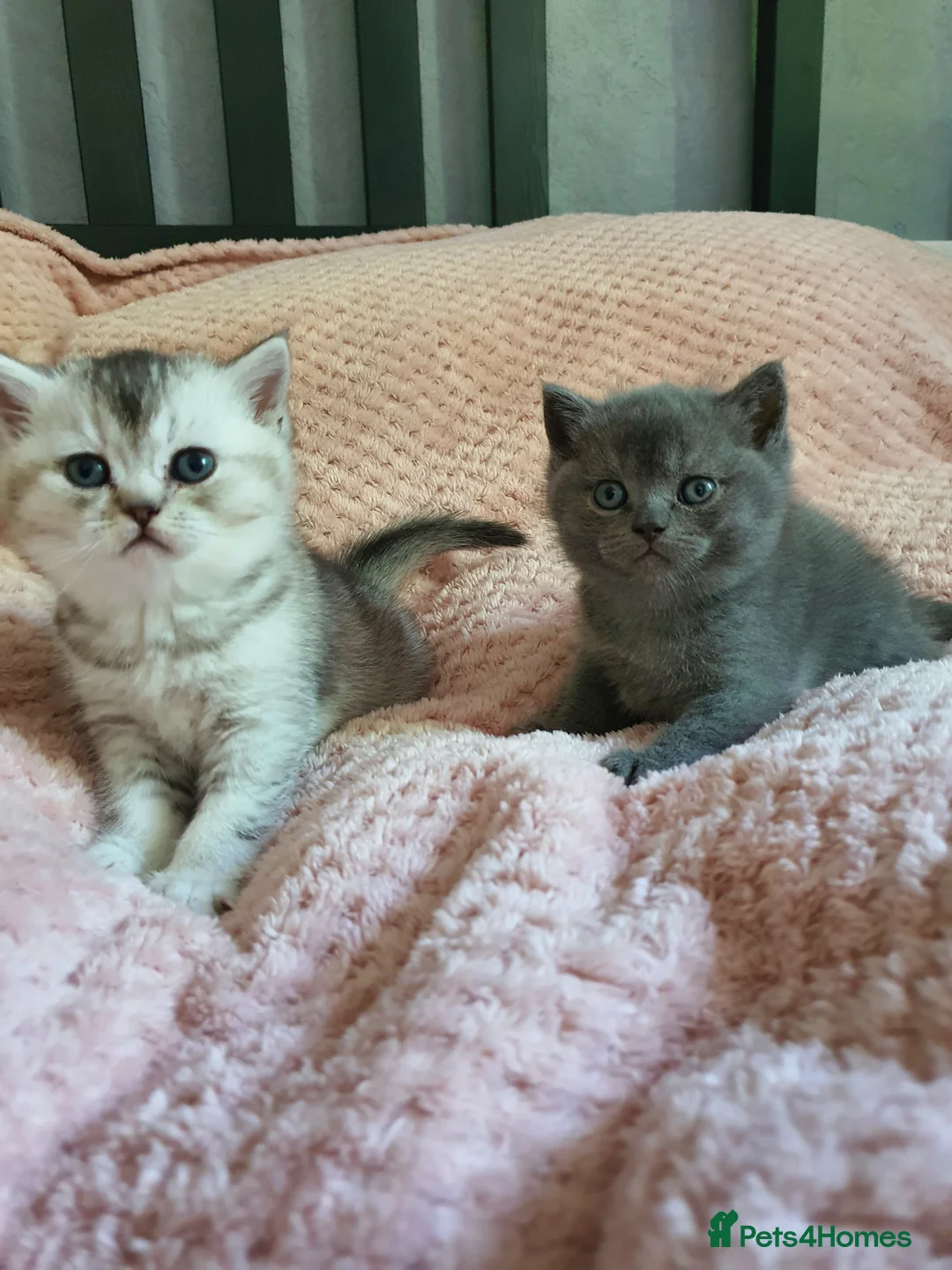 Scottish Fold cats for sale: 🐾 Adorable Scottish Fold Kittens  - Advert 28