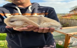 Mini Lop rabbits for sale: Gorgeous Mini Lop Bunny Rabbits - Image 11