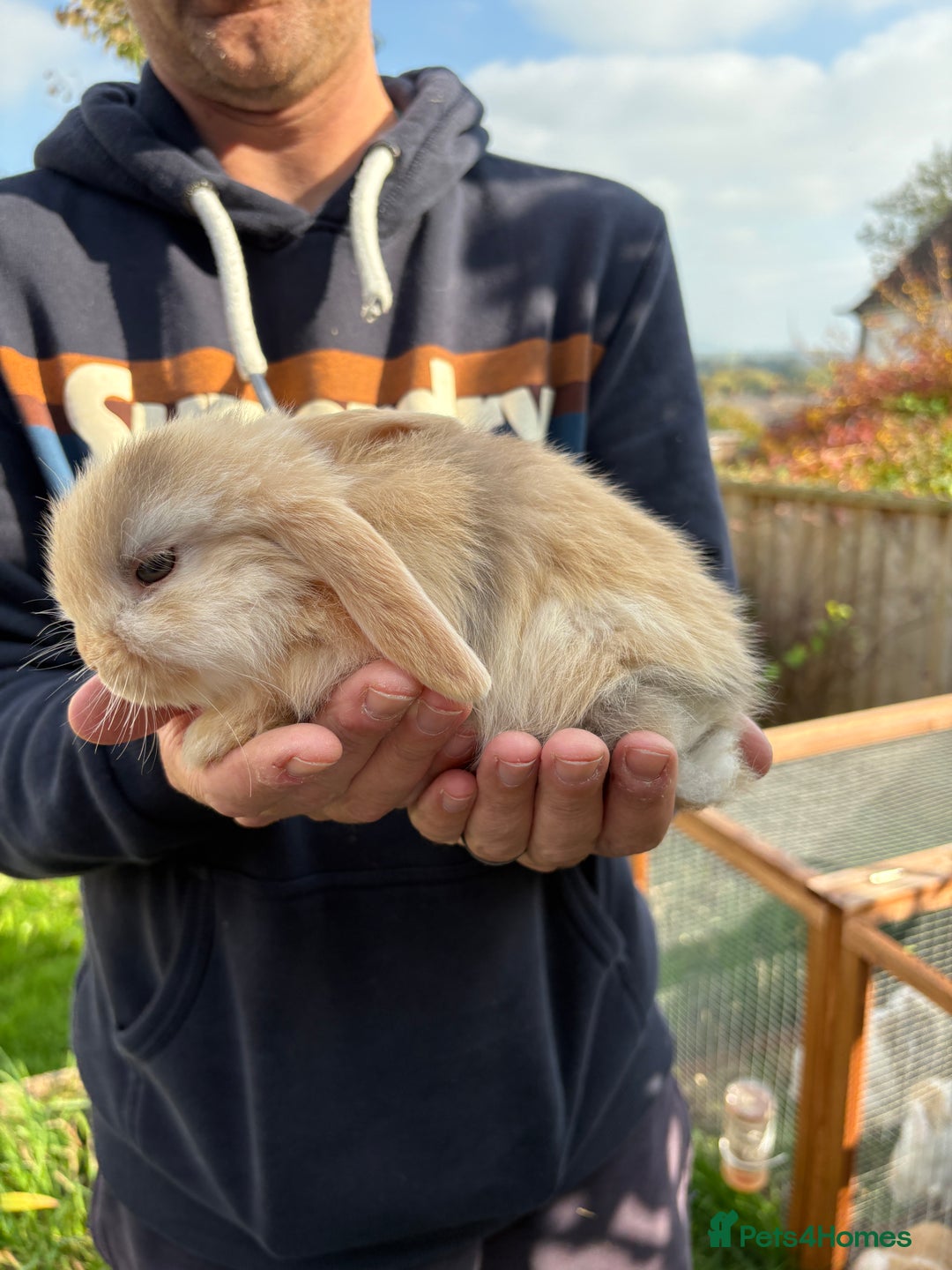Mini Lop rabbits for sale: Gorgeous Mini Lop Bunny Rabbits - Image 11