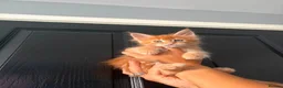 Maine Coon cats for sale: GCCF Registered Maine Coon Kittens  in Middlewich - Advert 11