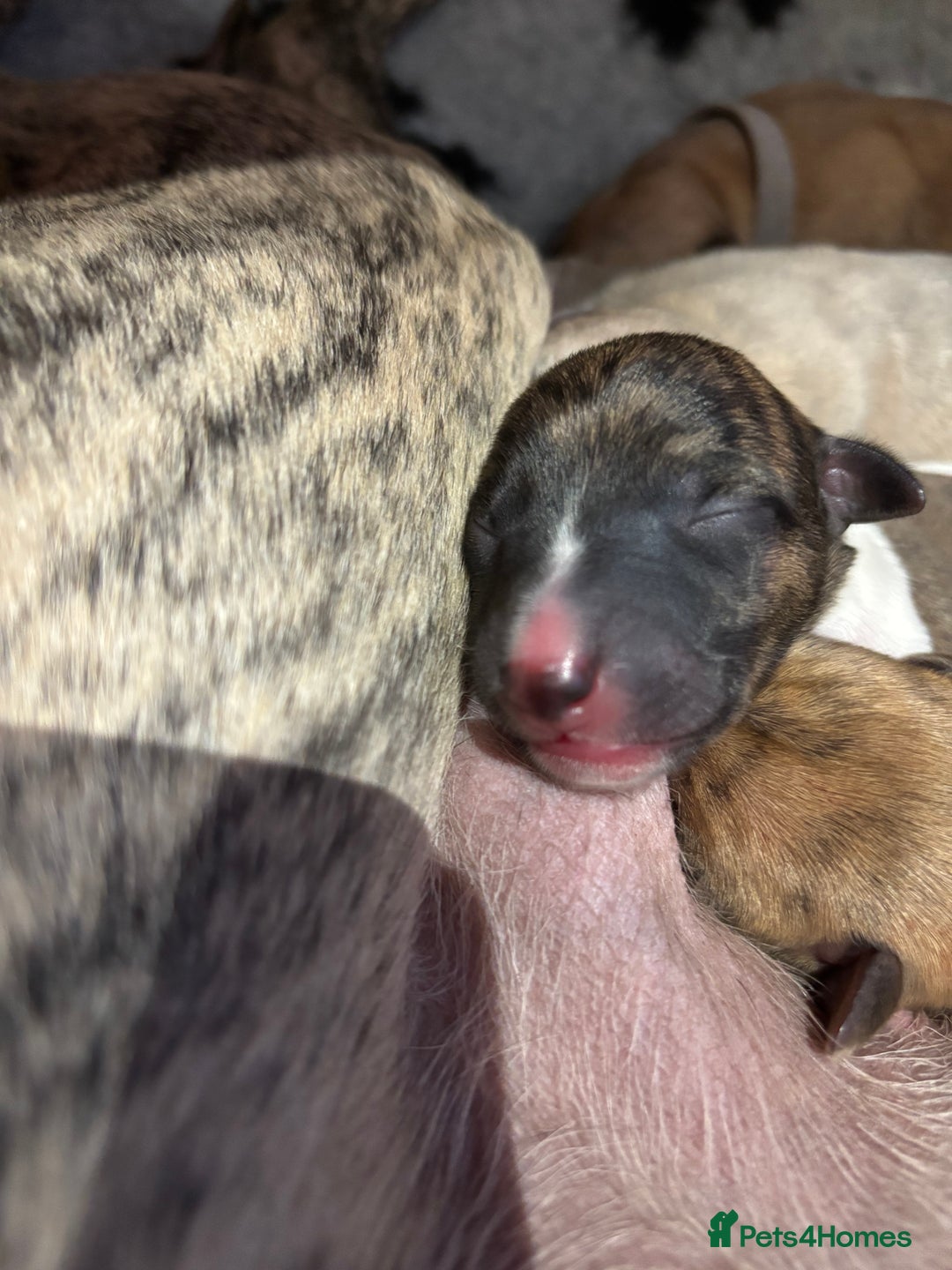 Whippet dogs for sale: Adorable KC reg Whippet puppies 🩷💙 - Image 4