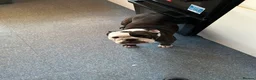 English Bulldog dogs for sale: British bulldogs  in Hebburn - Advert 2