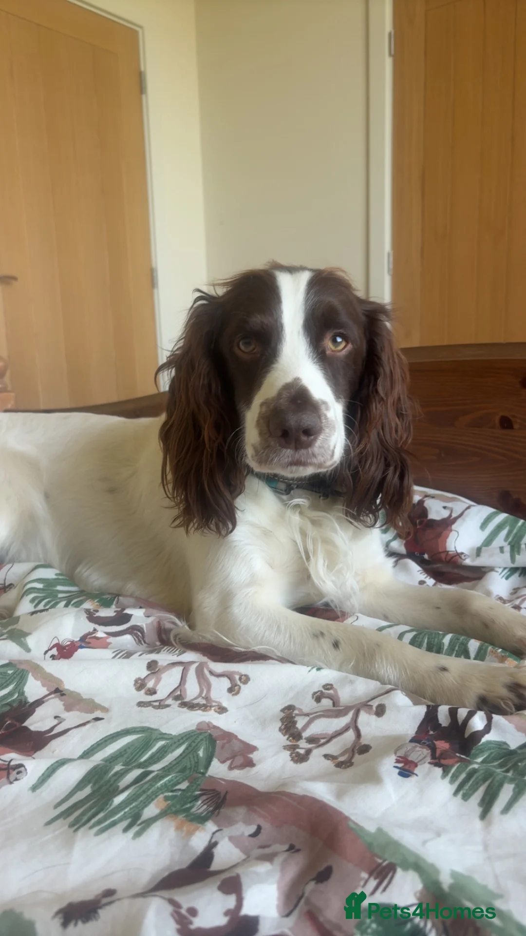 Cocker Spaniel dogs for stud: Working cocker for stud. in Newmarket - Advert 2