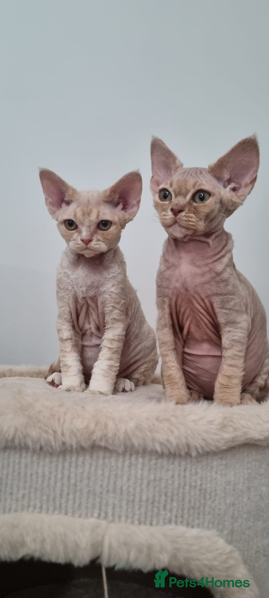 Devon Rex cats ❤️ Gorgeous Devon Rex Girls ❤️ - Advert 1