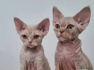 Devon Rex cats ❤️ Gorgeous Devon Rex Girls ❤️ - Advert 10