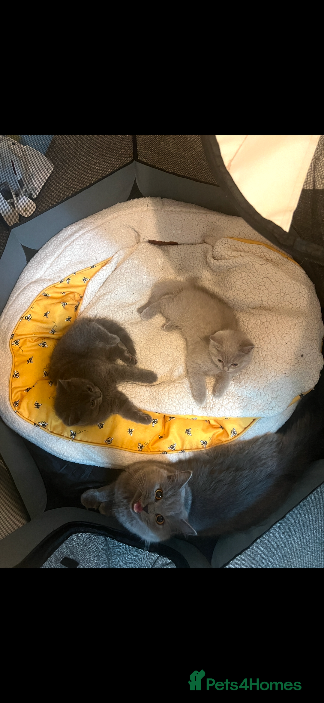 British Shorthair cats for sale: British shorthair - Image 4