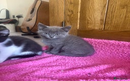 Mixed Breed cats for sale: Ready!!!! Mixed British shorthair kittens - Image 10