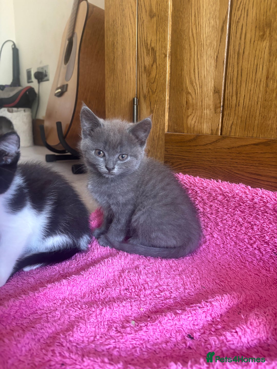 Mixed Breed cats for sale: Ready!!!! Mixed British shorthair kittens - Image 10