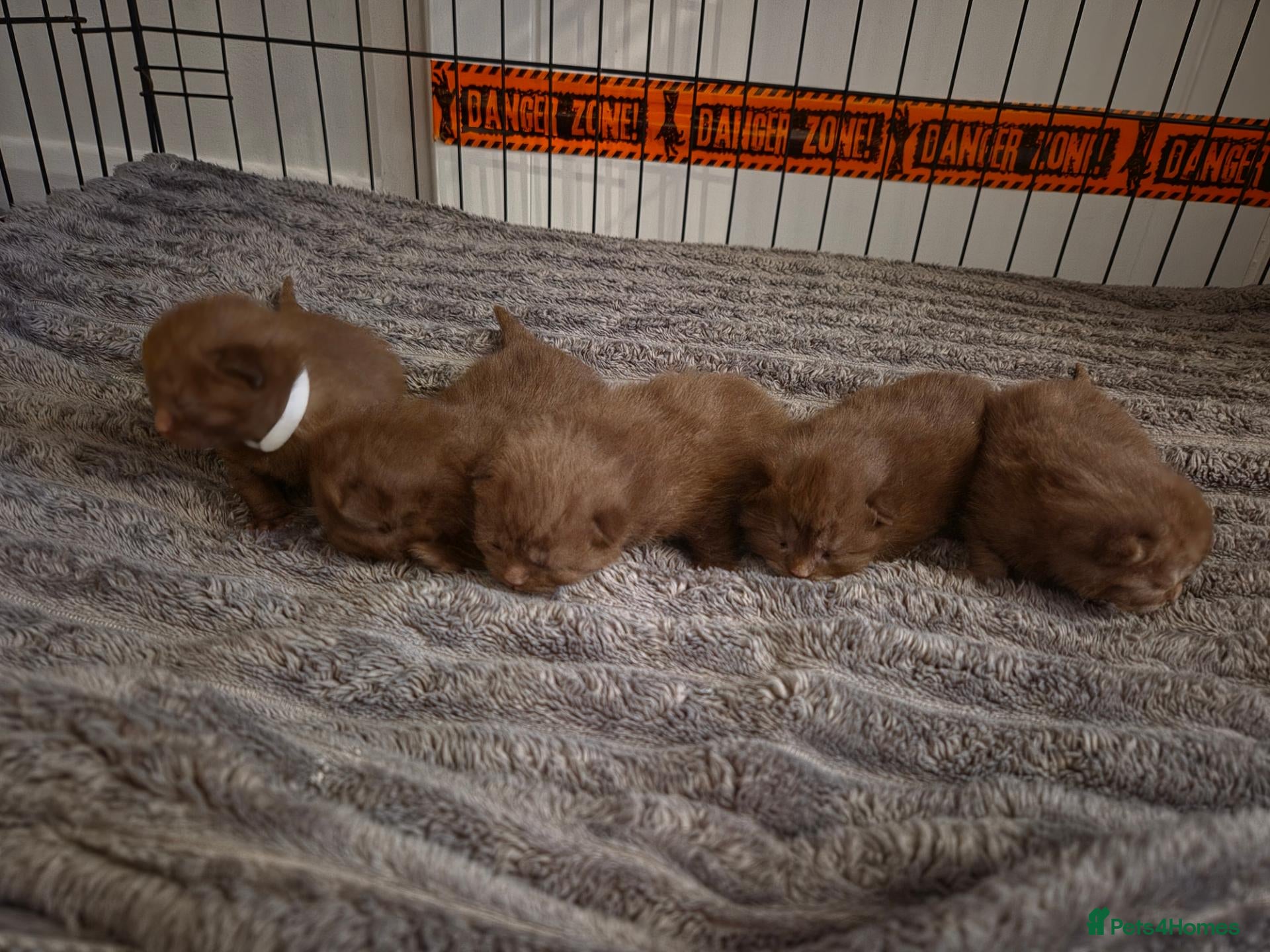 British Shorthair cats Beautiful chocolate british short haired kittens  - Advert 9