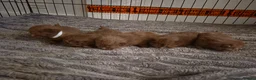 British Shorthair cats for sale: Beautiful chocolate british short haired kittens  - Advert 1