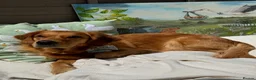 Golden Retriever dogs for sale: 🧸 Puppies Arrived - Pedigree KC Boys Available 🧸 - Advert 4