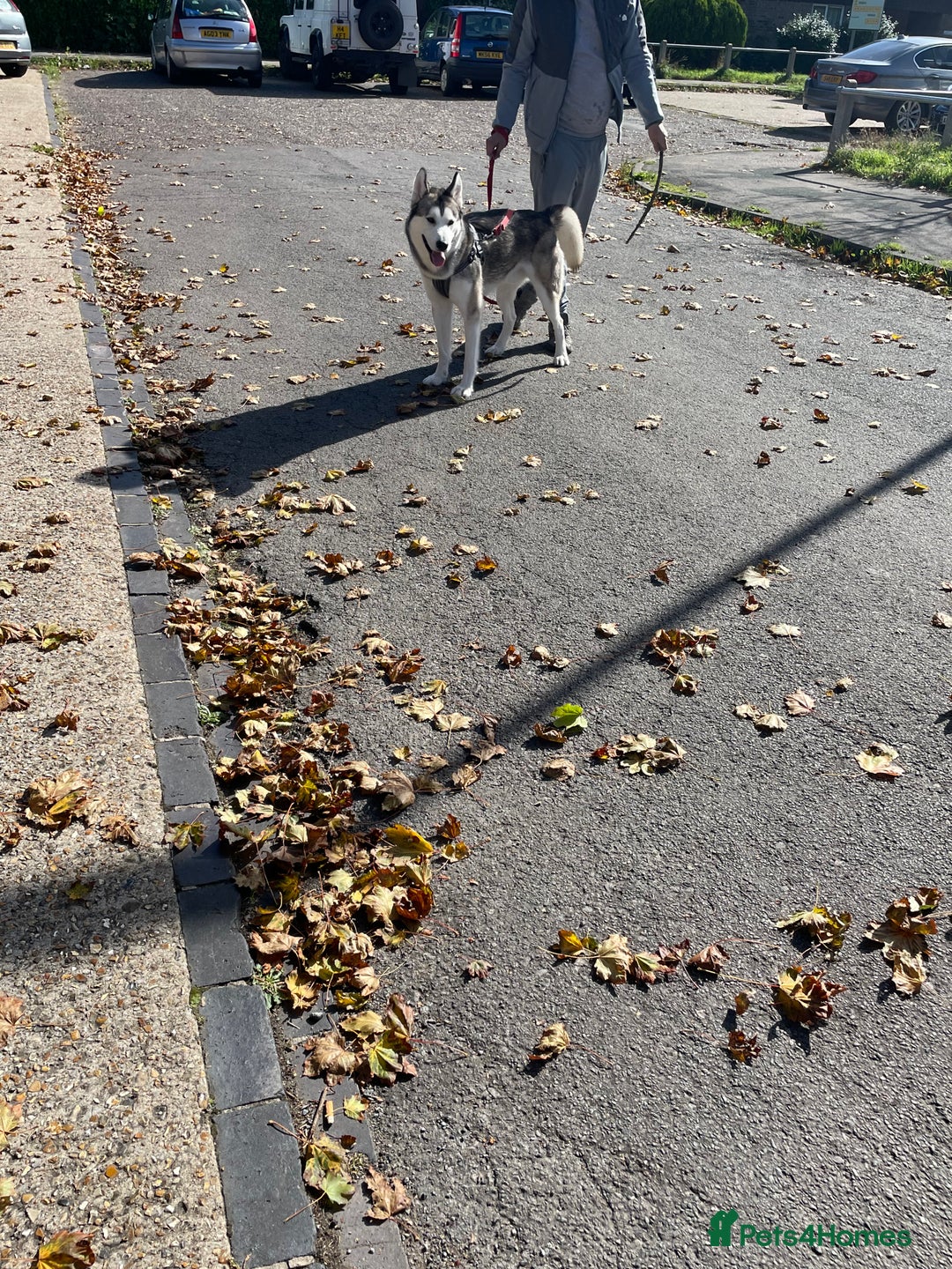 Siberian Husky dogs for sale: Beautiful boy needing forever home - Image 14