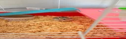 Hamster rodents for sale: Russian Dwarf hamster  in Cwmbran - Advert 2